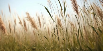 芦苇高芦苇长究竟是什么歌？