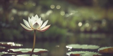你比莲花更美出自哪首歌？