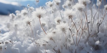 雪冷的花开究竟出自哪首歌？