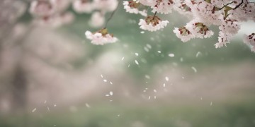 敌不过你的容颜究竟是哪首歌？