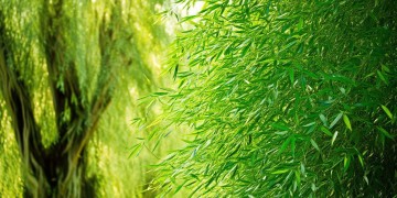 翠竹青青杨究竟是哪首歌？