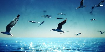 我是海鸥展翅飞出自哪首歌？