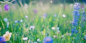你是花儿我是草究竟是哪首歌？