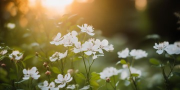 茉莉花的歌词到底是哪首歌？