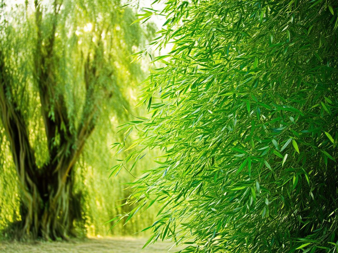 翠竹青青杨究竟是哪首歌？