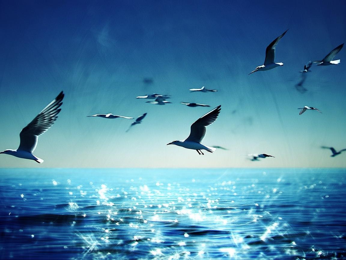 我是海鸥展翅飞出自哪首歌? 我是海鸥展翅飞出自哪首歌?